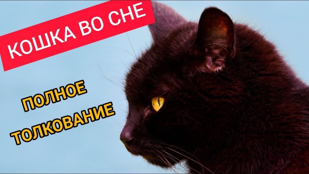 К Чему Снится Кал Женщине: Толкование и Значение Сна
