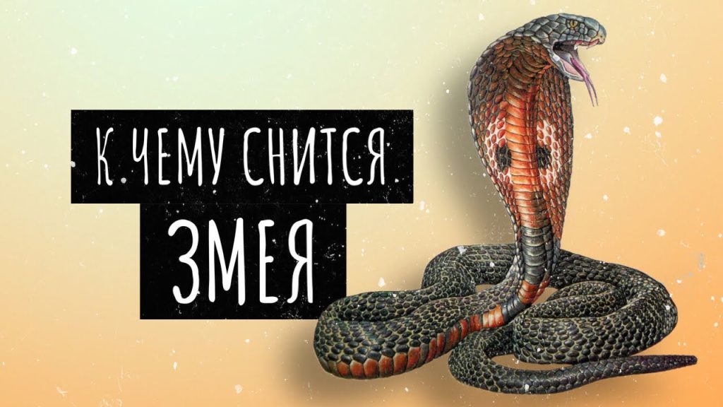 К Чему Снится Змея: Значение и Толкование Сновидения