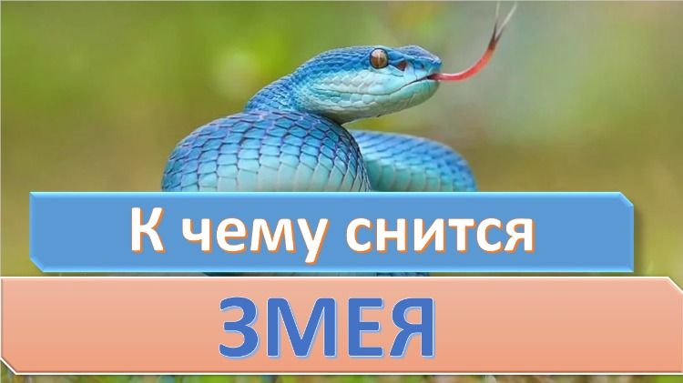 К Чему Снится Змея: Значение и Толкование Сновидения