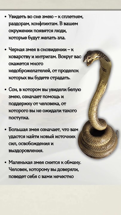 К Чему Снится Змея: Значение и Толкование Сновидения