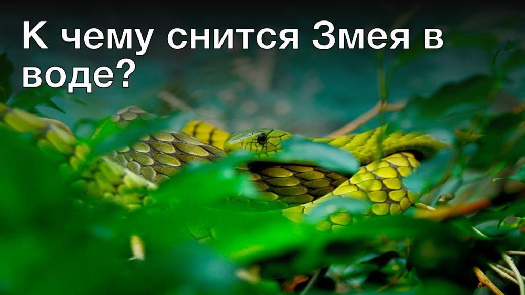 К Чему Снится Змея: Значение и Толкование Сновидения