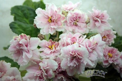 Колишня Дружина Розового: биография, карьера и личная жизнь