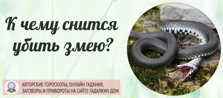К Чему Снится Змея: Значение и Толкование Сновидения